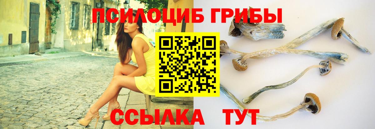 где купить наркоту  Вход с VPN  Новоуральск  Галлюциногенные грибы GOLDEN TEACHER  Псилоцибиновые грибы GOLDEN TEACHER 